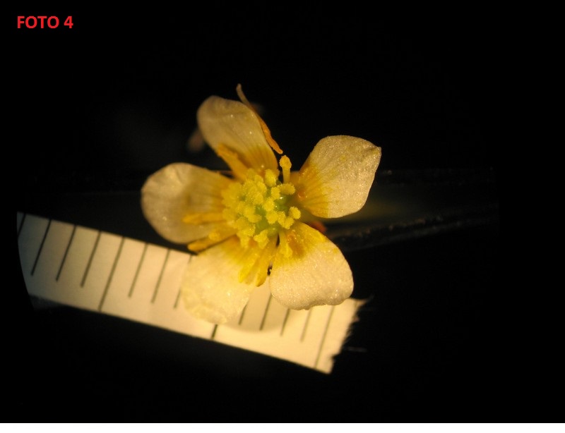 Ranunculus da determinare